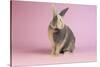 Harlequin Rabbit-Lynn M^ Stone-Stretched Canvas