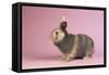 Harlequin Rabbit-Lynn M^ Stone-Framed Stretched Canvas