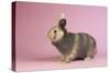 Harlequin Rabbit-Lynn M^ Stone-Stretched Canvas