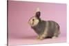 Harlequin Rabbit-Lynn M^ Stone-Stretched Canvas