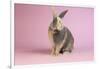 Harlequin Rabbit-Lynn M^ Stone-Framed Photographic Print