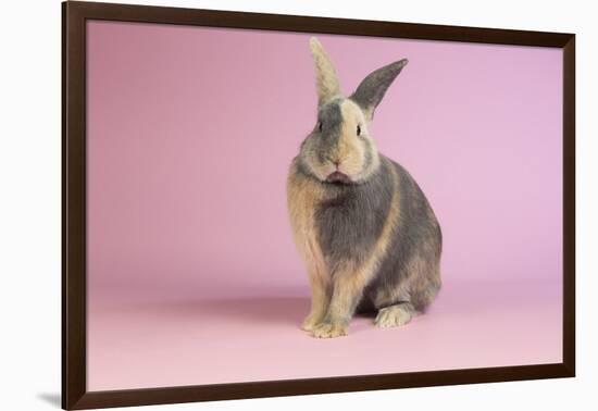 Harlequin Rabbit-Lynn M^ Stone-Framed Photographic Print