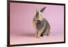 Harlequin Rabbit-Lynn M^ Stone-Framed Photographic Print