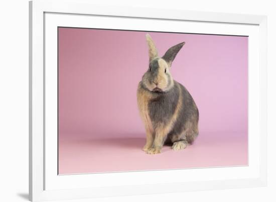 Harlequin Rabbit-Lynn M^ Stone-Framed Photographic Print