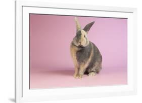 Harlequin Rabbit-Lynn M^ Stone-Framed Photographic Print