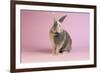 Harlequin Rabbit-Lynn M^ Stone-Framed Photographic Print