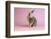 Harlequin Rabbit-Lynn M^ Stone-Framed Photographic Print