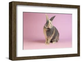 Harlequin Rabbit-Lynn M^ Stone-Framed Photographic Print