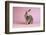 Harlequin Rabbit-Lynn M^ Stone-Framed Photographic Print