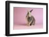 Harlequin Rabbit-Lynn M^ Stone-Framed Photographic Print