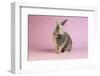 Harlequin Rabbit-Lynn M^ Stone-Framed Photographic Print