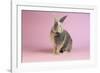 Harlequin Rabbit-Lynn M^ Stone-Framed Photographic Print