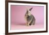 Harlequin Rabbit-Lynn M^ Stone-Framed Photographic Print