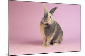 Harlequin Rabbit-Lynn M^ Stone-Mounted Photographic Print