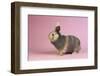 Harlequin Rabbit-Lynn M^ Stone-Framed Photographic Print