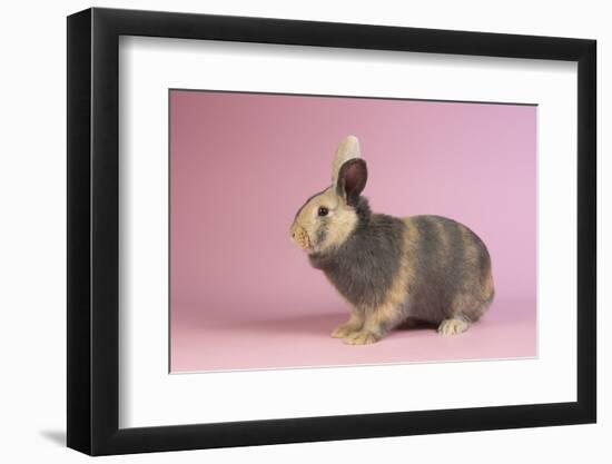 Harlequin Rabbit-Lynn M^ Stone-Framed Photographic Print