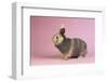 Harlequin Rabbit-Lynn M^ Stone-Framed Photographic Print