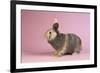 Harlequin Rabbit-Lynn M^ Stone-Framed Photographic Print