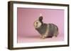 Harlequin Rabbit-Lynn M^ Stone-Framed Photographic Print