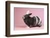 Harlequin Rabbit-Lynn M^ Stone-Framed Photographic Print