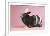 Harlequin Rabbit-Lynn M^ Stone-Framed Photographic Print