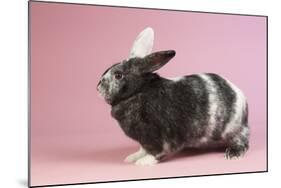 Harlequin Rabbit-Lynn M^ Stone-Mounted Photographic Print