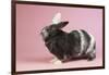 Harlequin Rabbit-Lynn M^ Stone-Framed Photographic Print