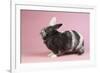 Harlequin Rabbit-Lynn M^ Stone-Framed Photographic Print