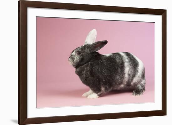 Harlequin Rabbit-Lynn M^ Stone-Framed Photographic Print