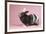 Harlequin Rabbit-Lynn M^ Stone-Framed Photographic Print