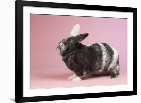 Harlequin Rabbit-Lynn M^ Stone-Framed Photographic Print