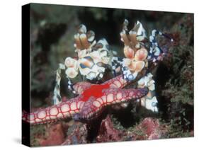 Harlequin Shrimp, Male and Female with Starfish Prey, Andaman Sea, Thailand-Georgette Douwma-Stretched Canvas