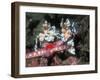 Harlequin Shrimp, Male and Female with Starfish Prey, Andaman Sea, Thailand-Georgette Douwma-Framed Photographic Print