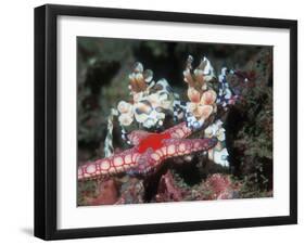 Harlequin Shrimp, Male and Female with Starfish Prey, Andaman Sea, Thailand-Georgette Douwma-Framed Photographic Print