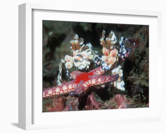 Harlequin Shrimp, Male and Female with Starfish Prey, Andaman Sea, Thailand-Georgette Douwma-Framed Photographic Print