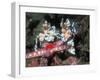 Harlequin Shrimp, Male and Female with Starfish Prey, Andaman Sea, Thailand-Georgette Douwma-Framed Photographic Print