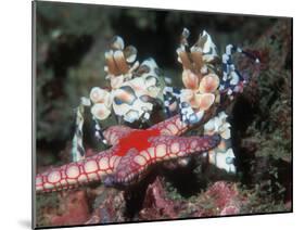 Harlequin Shrimp, Male and Female with Starfish Prey, Andaman Sea, Thailand-Georgette Douwma-Mounted Photographic Print