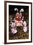 harlequin shrimp on sea floor, mexico, pacific ocean-claudio contreras-Framed Photographic Print