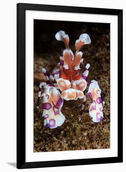 harlequin shrimp on sea floor, mexico, pacific ocean-claudio contreras-Framed Photographic Print