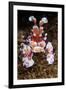 harlequin shrimp on sea floor, mexico, pacific ocean-claudio contreras-Framed Photographic Print