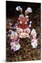 harlequin shrimp on sea floor, mexico, pacific ocean-claudio contreras-Mounted Photographic Print