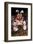 harlequin shrimp on sea floor, mexico, pacific ocean-claudio contreras-Framed Photographic Print