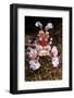 harlequin shrimp on sea floor, mexico, pacific ocean-claudio contreras-Framed Photographic Print