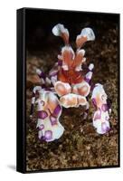 harlequin shrimp on sea floor, mexico, pacific ocean-claudio contreras-Framed Stretched Canvas