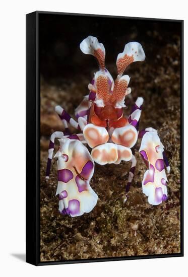 harlequin shrimp on sea floor, mexico, pacific ocean-claudio contreras-Framed Stretched Canvas