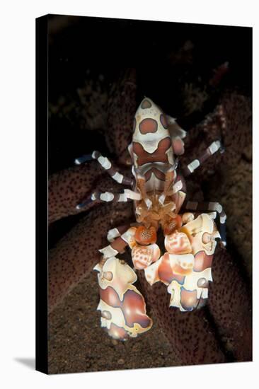 Harlequin Shrimp Sitting Atop a Starfish, Bali-null-Stretched Canvas