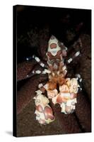 Harlequin Shrimp Sitting Atop a Starfish, Bali-null-Stretched Canvas