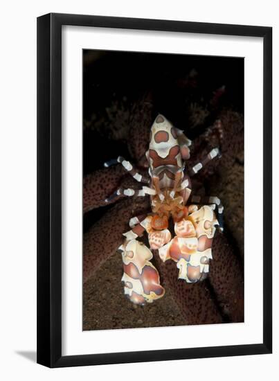 Harlequin Shrimp Sitting Atop a Starfish, Bali-null-Framed Premium Photographic Print