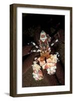 Harlequin Shrimp Sitting Atop a Starfish, Bali-null-Framed Photographic Print