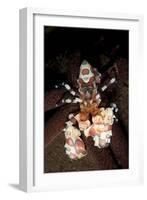 Harlequin Shrimp Sitting Atop a Starfish, Bali-null-Framed Photographic Print